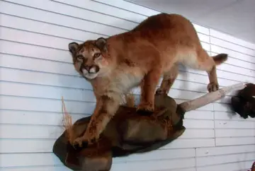Taxidermy work from the Bragging Room, photo 153