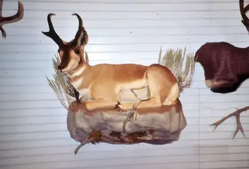 Taxidermy work from the Bragging Room, photo 154