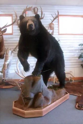 Taxidermy work from the Bragging Room, photo 156