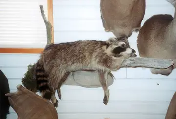 Taxidermy work from the Bragging Room, photo 159