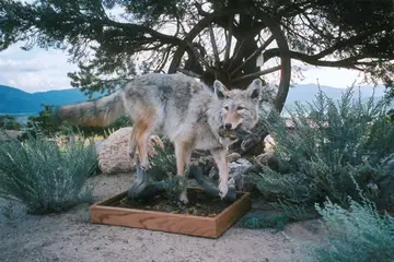Taxidermy work from the Bragging Room, photo 161