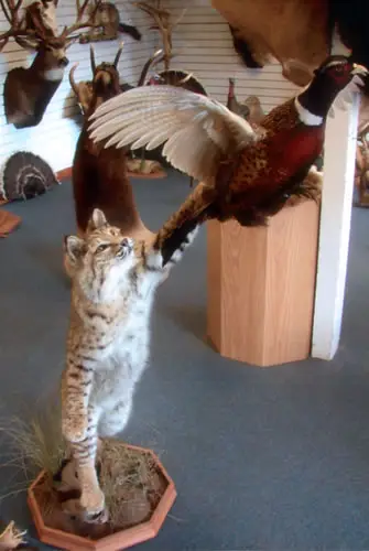 Taxidermy work from the Bragging Room, photo 164