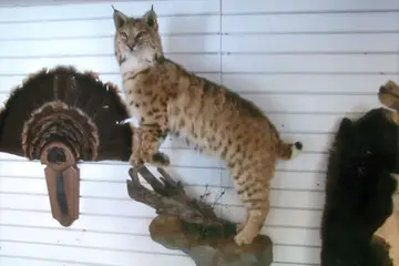 Taxidermy work from the Bragging Room, photo 166
