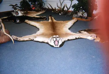 Taxidermy work from the Bragging Room, photo 169