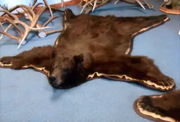 Taxidermy work from the Bragging Room, photo 171