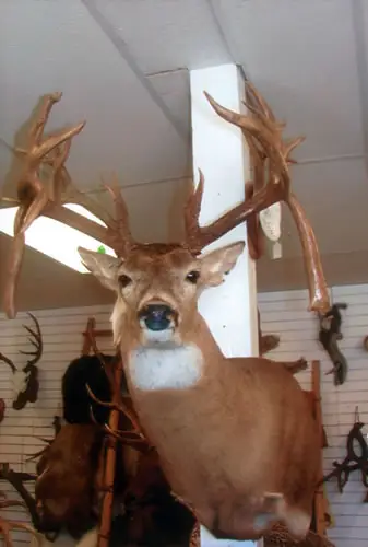 Taxidermy work from the Bragging Room, photo 172