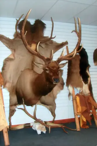 Taxidermy work from the Bragging Room, photo 173