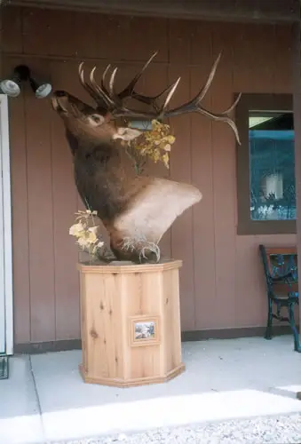 Taxidermy work from the Bragging Room, photo 174