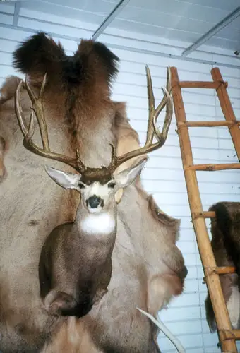 Taxidermy work from the Bragging Room, photo 177