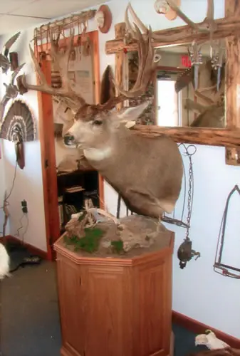 Taxidermy work from the Bragging Room, photo 178