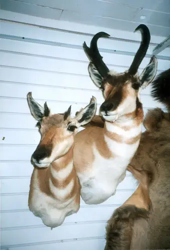Taxidermy work from the Bragging Room, photo 181