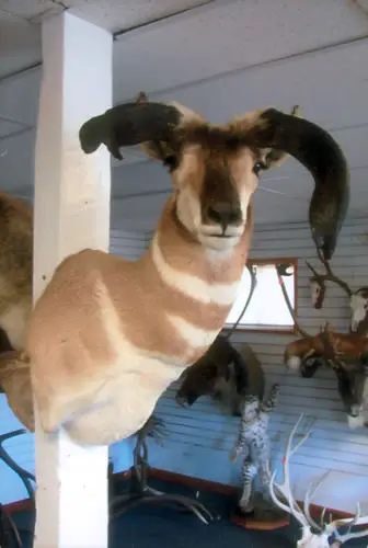 Taxidermy work from the Bragging Room, photo 183