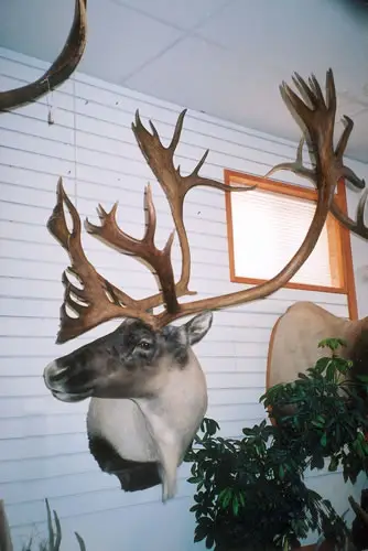Taxidermy work from the Bragging Room, photo 184