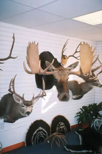 Taxidermy work from the Bragging Room, photo 187