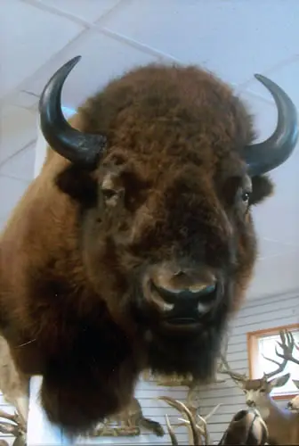 Taxidermy work from the Bragging Room, photo 189