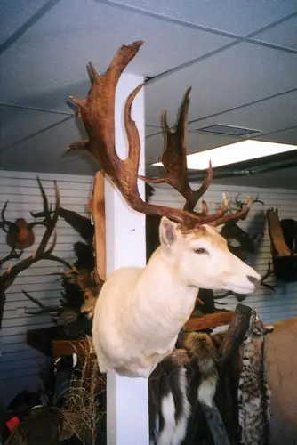 Taxidermy work from the Bragging Room, photo 193