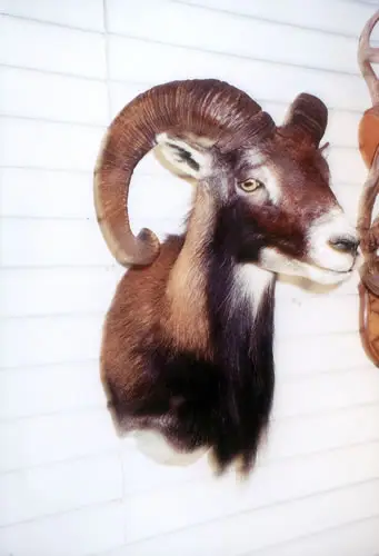 Taxidermy work from the Bragging Room, photo 194