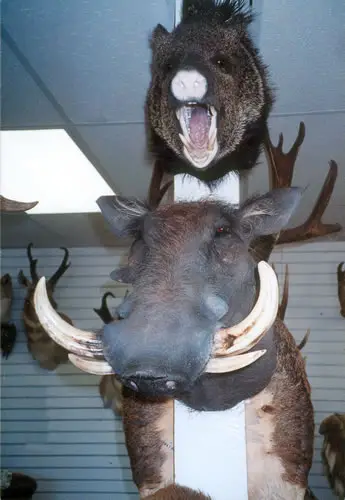 Taxidermy work from the Bragging Room, photo 195