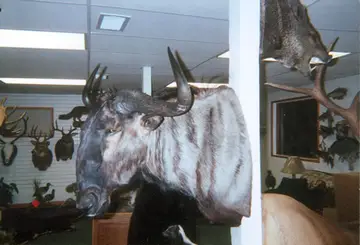Taxidermy work from the Bragging Room, photo 196