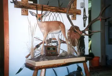 Taxidermy work from the Bragging Room, photo 197