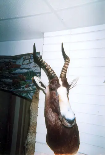 Taxidermy work from the Bragging Room, photo 198
