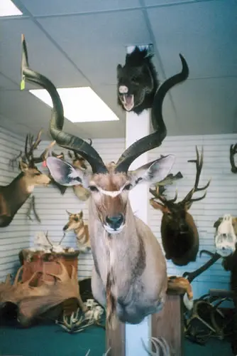 Taxidermy work from the Bragging Room, photo 201