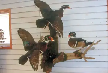 Taxidermy work from the Bragging Room, photo 202