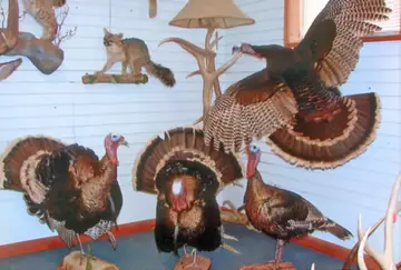 Taxidermy work from the Bragging Room, photo 203