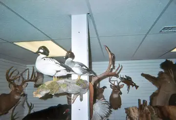 Taxidermy work from the Bragging Room, photo 204