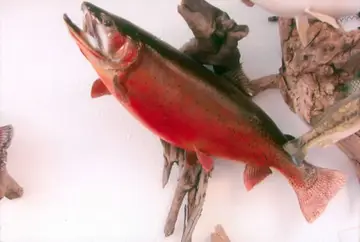 Taxidermy work from the Bragging Room, photo 208