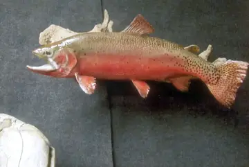 Taxidermy work from the Bragging Room, photo 209