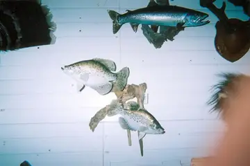 Taxidermy work from the Bragging Room, photo 210
