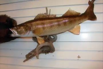 Taxidermy work from the Bragging Room, photo 211