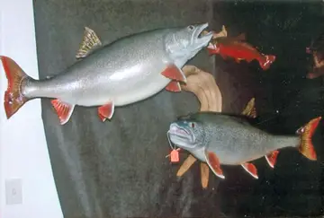 Taxidermy work from the Bragging Room, photo 213