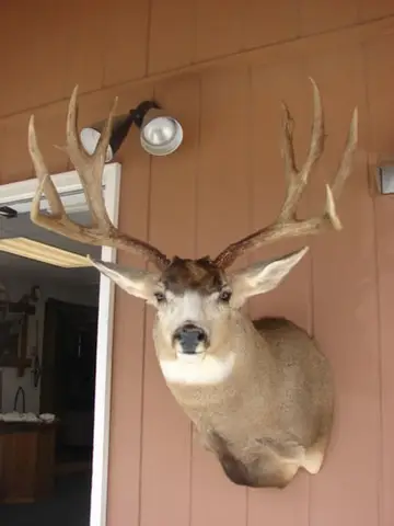 Taxidermy work from the Bragging Room, photo 144