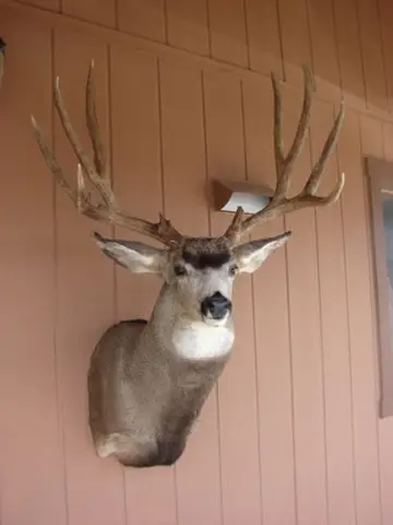 Taxidermy work from the Bragging Room, photo 146