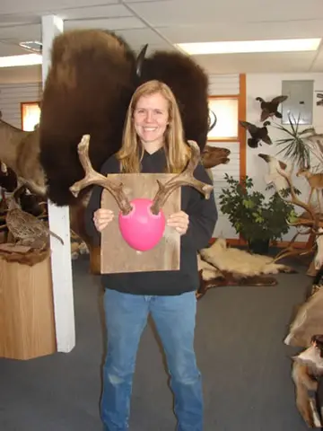 Bighorn Ewe Skull — Bragging Room photo 85
