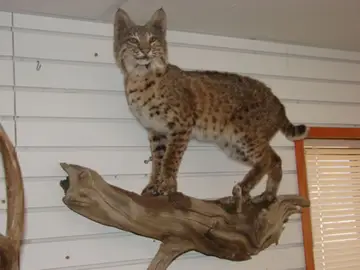 Bobcat — Bragging Room photo 98