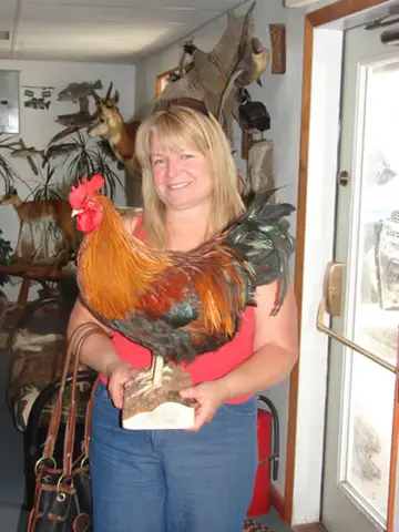 Cape — Bragging Room photo 47