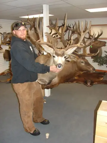 Deer — Bragging Room photo 96