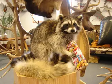 Taxidermy work from the Bragging Room, photo 218