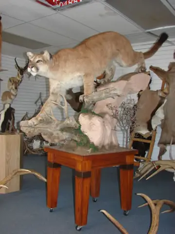 Taxidermy work from the Bragging Room, photo 219
