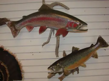 Taxidermy work from the Bragging Room, photo 223