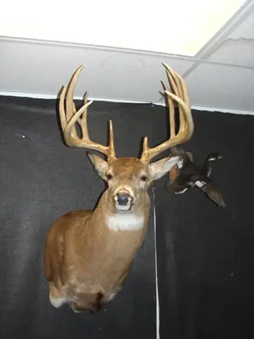 Taxidermy work from the Bragging Room, photo 149