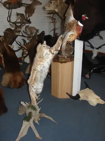 Taxidermy work from the Bragging Room, photo 150