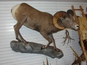 Taxidermy work from the Bragging Room, photo 147
