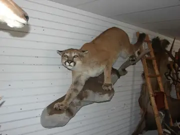 Taxidermy work from the Bragging Room, photo 148