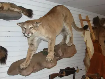 Taxidermy work from the Bragging Room, photo 142