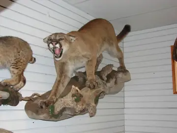 Taxidermy work from the Bragging Room, photo 143