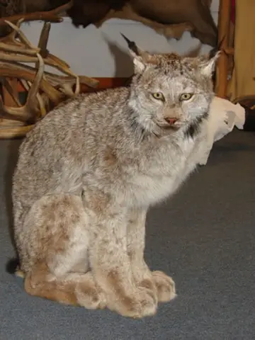 Taxidermy work from the Bragging Room, photo 128